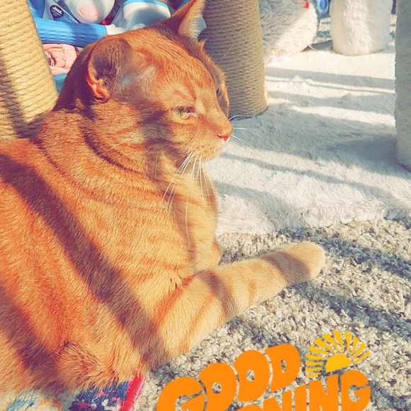 Please Read & Share Frankie's Story 🙏 Frankie God's Miracle Cat!!! - Picture 9 of 9